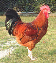 日本最大級のお鶏さま 【天草大王】 - 株式会社とりすえ